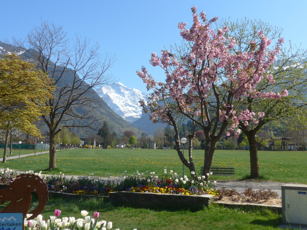 (216'081) - Die Jungfrau zwischen Blumen und Bumen am 15. April 2020 vom Hheweg in Interlaken aus