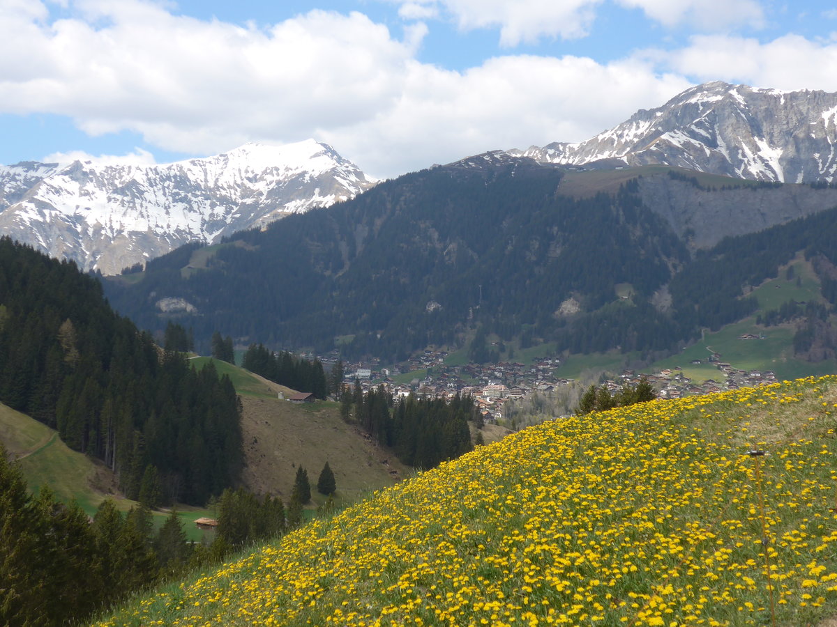 (216'422) - Adelboden mit Lwenzahnwiese am 24. April 2020 vom Hirzbodenport aus