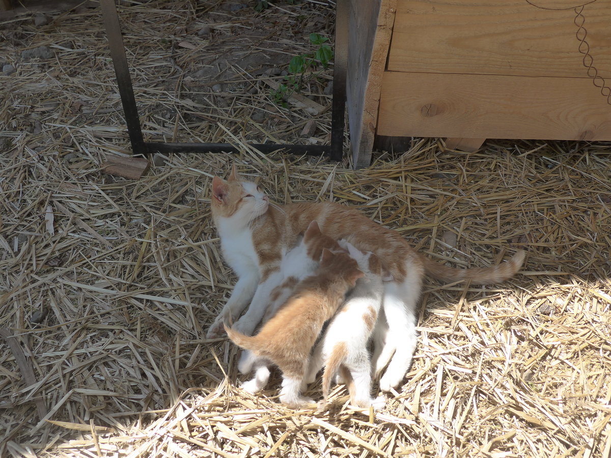 (217'351) - Katzenmutter mit ihren vier Jungen am 25. Mai 2020 in Allmendingen