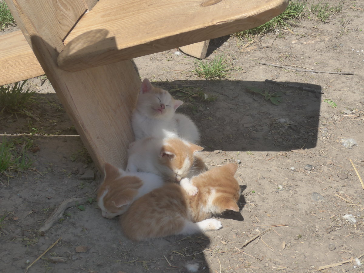 (217'361) - Vier junge Katzen am 25. Mai 2020 in Allmendingen