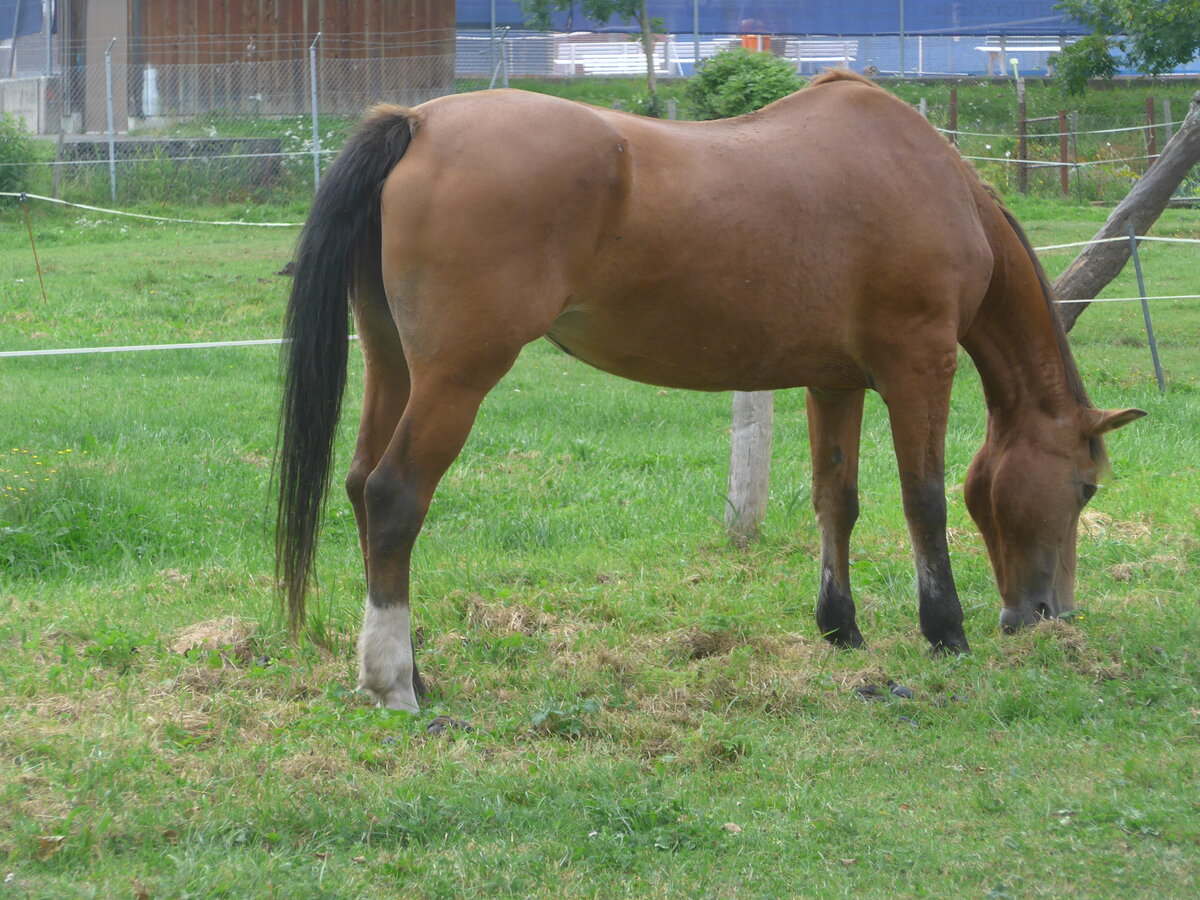 (227'589) - Pferd am 28. August 2021 in Vallorbe