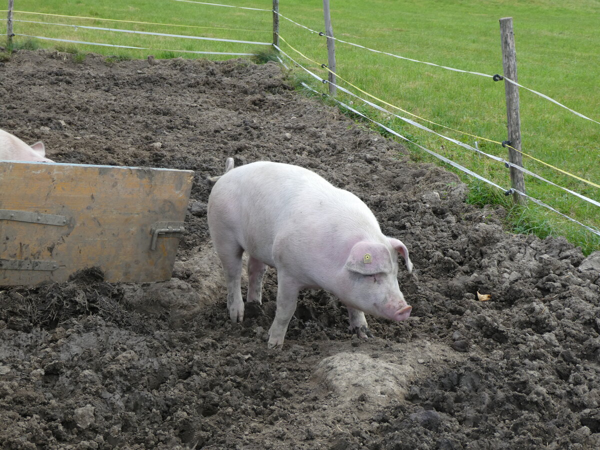 (228'553) - Schweine auf der Scheidegger-Ranch am 3. Oktober 2021 bei Tramelan