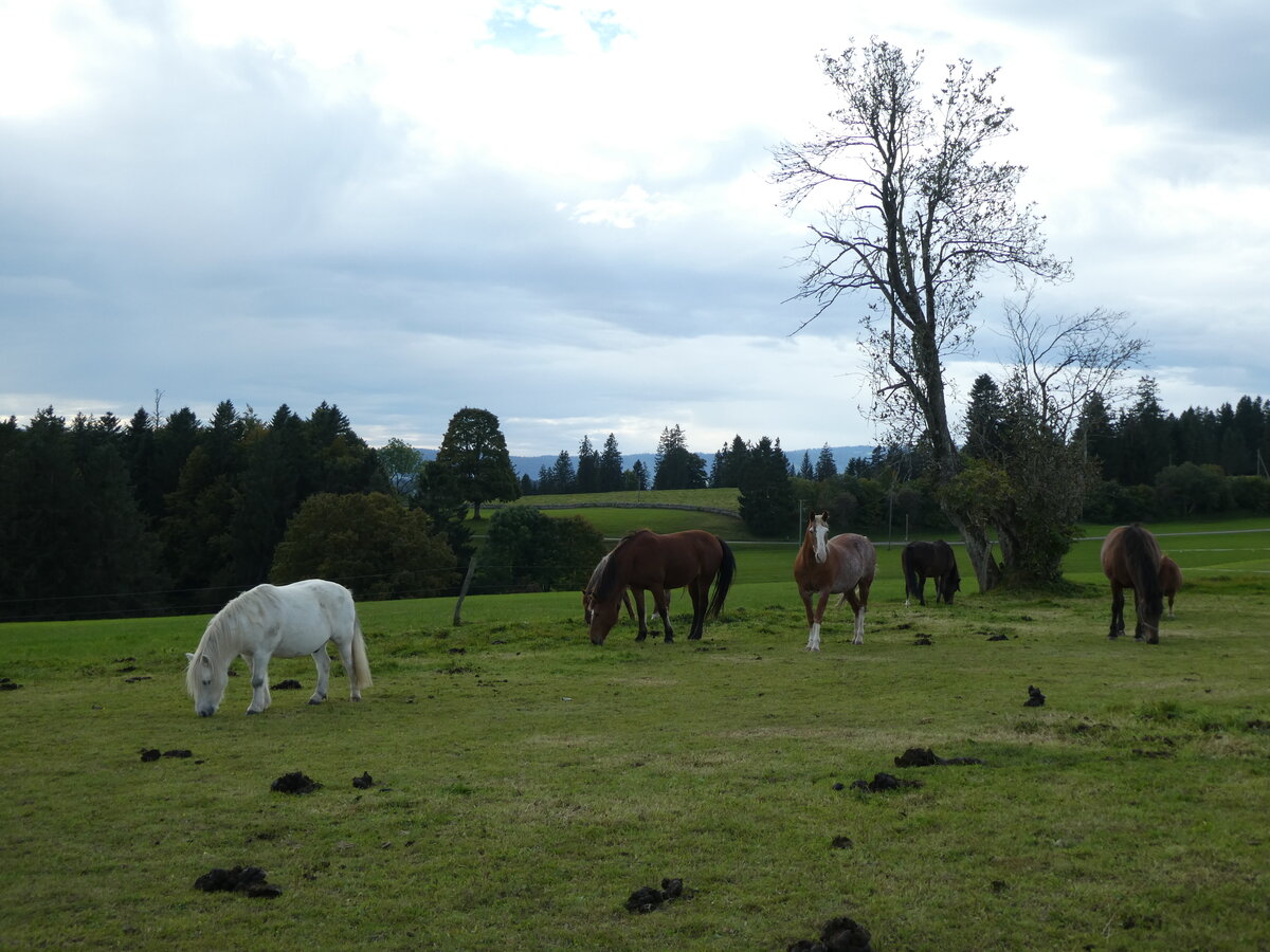 (228'645) - Pferde auf der Scheidegger-Ranch am 3. Oktober 2021 bei Tramelan