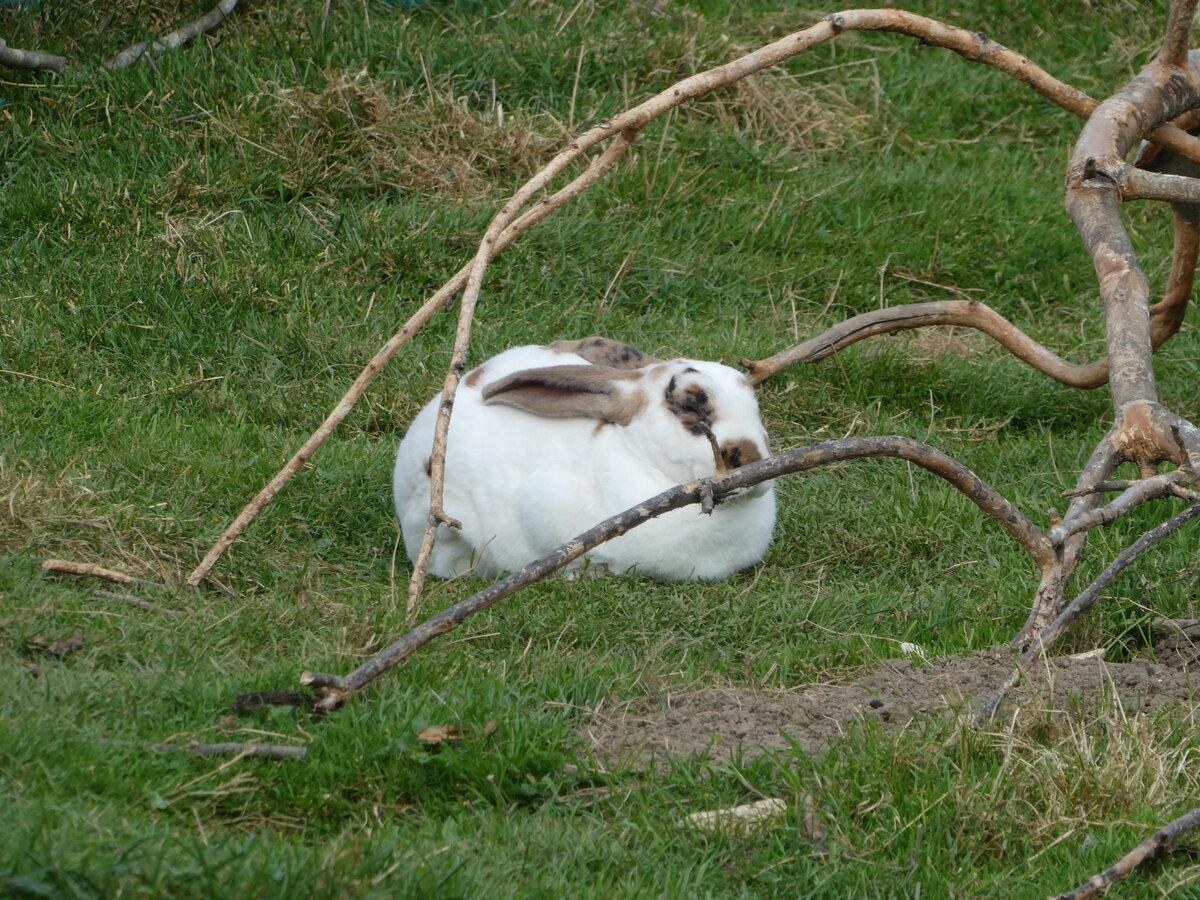 (228'657) - Kaninchen auf der Scheidegger-Ranch am 3. Oktober 2021 bei Tramelan