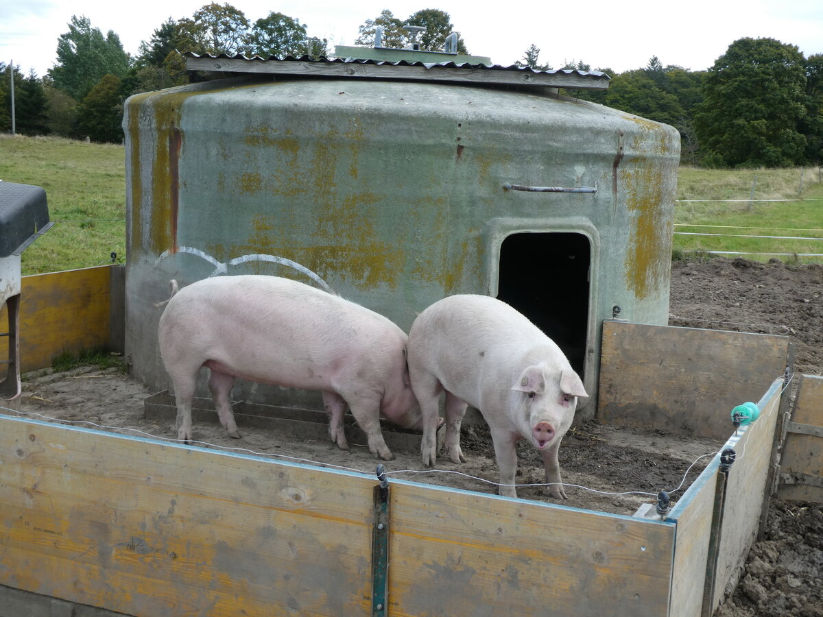 (228'661) - Schweine auf der Scheidegger-Ranch am 3. Oktober 2021 bei Tramelan