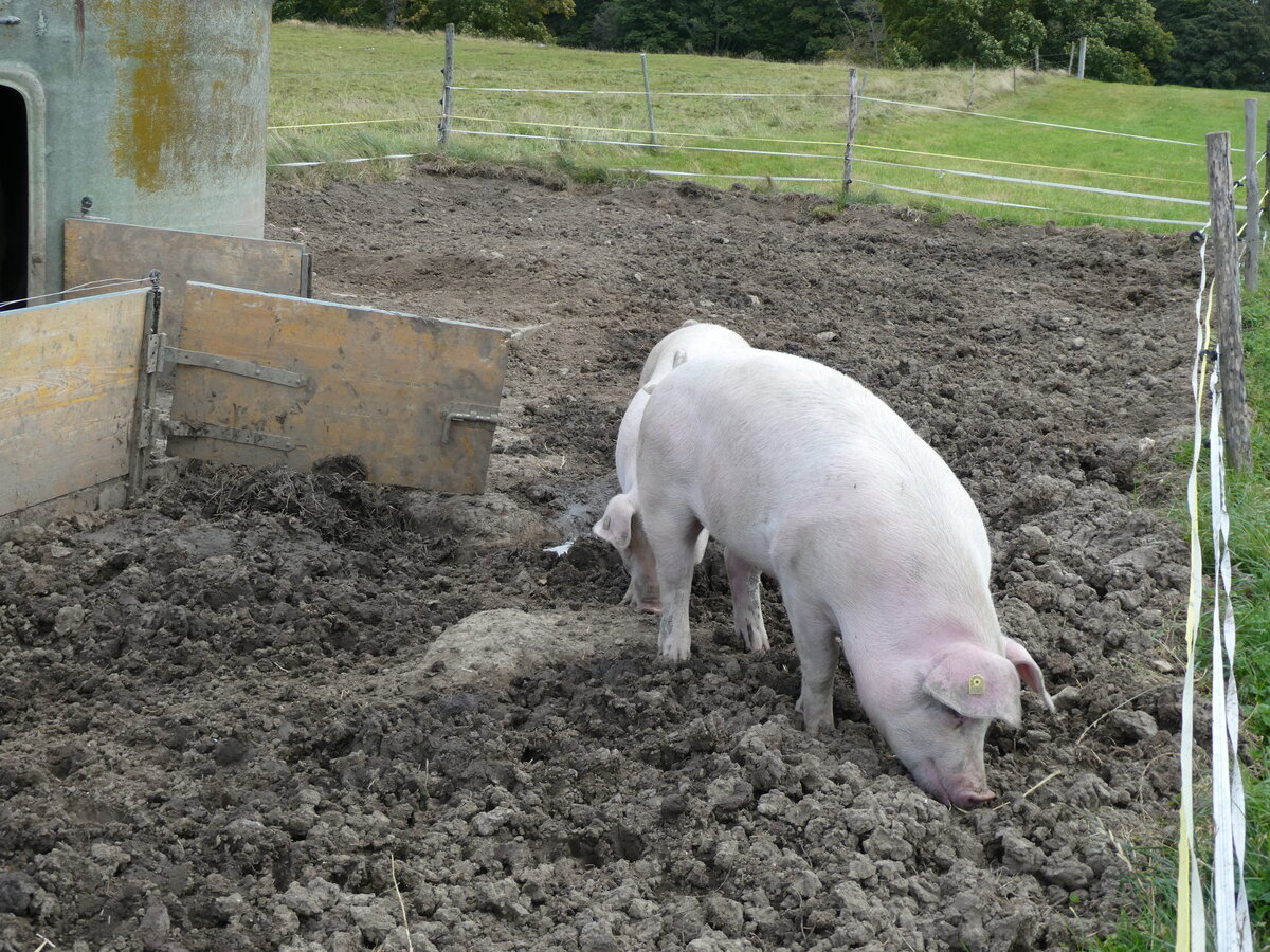(228'666) - Schweine auf der Scheidegger-Ranch am 3. Oktober 2021 bei Tramelan