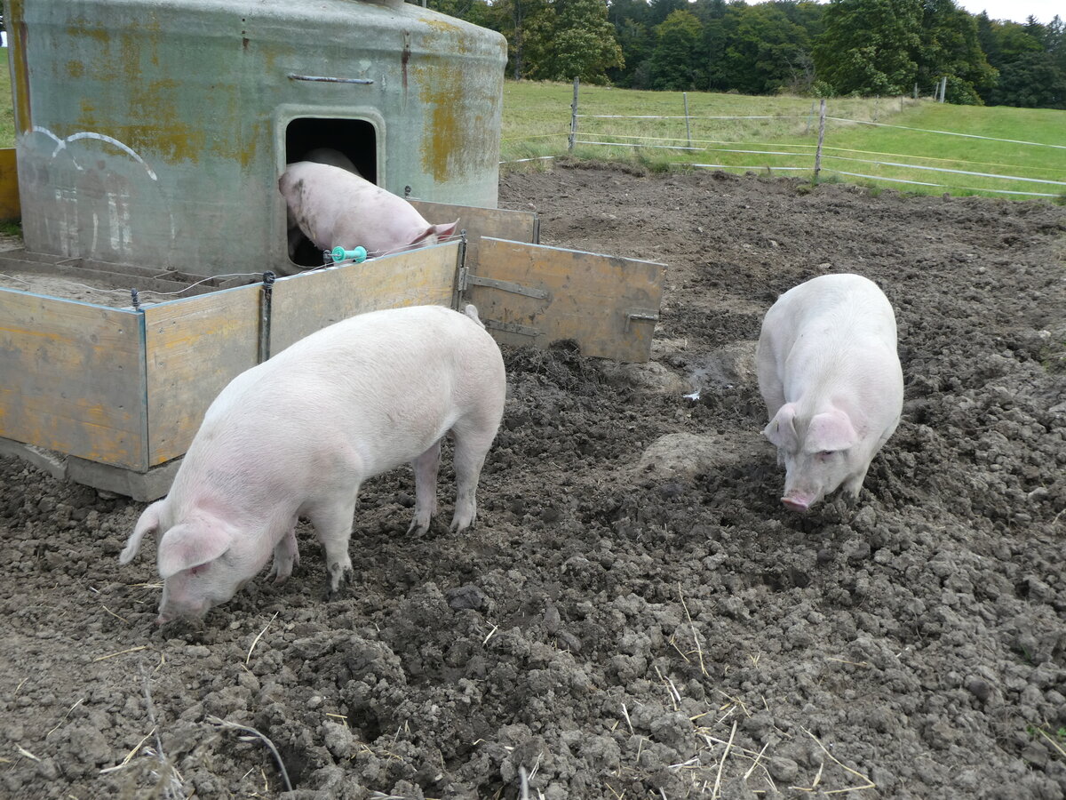 (228'667) - Schweine auf der Scheidegger-Ranch am 3. Oktober 2021 bei Tramelan