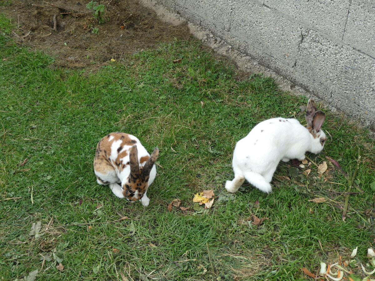 (228'684) - Kaninchen auf der Scheidegger-Ranch am 3. Oktober 2021 bei Tramelan