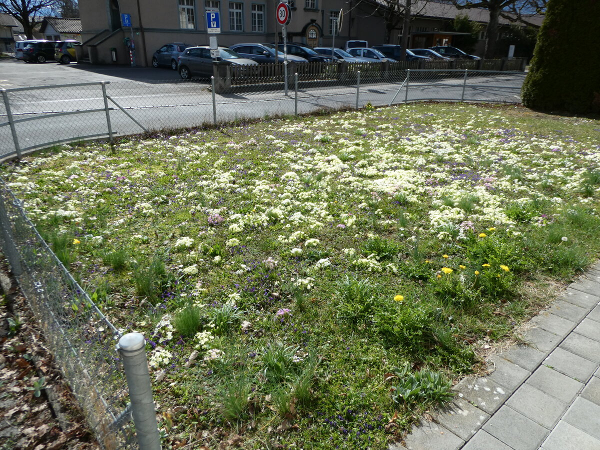 (247'550) - Ein Rasen gespickt mit Primeli am 22. Mrz 2023 in Thun
