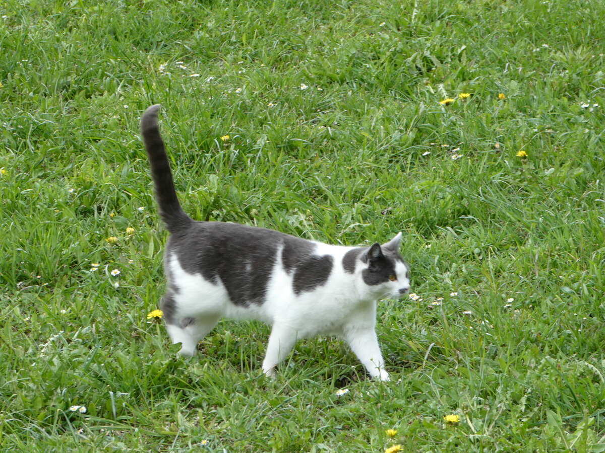 (248'835) - Katze am 18. April 2023 in Grindelwald