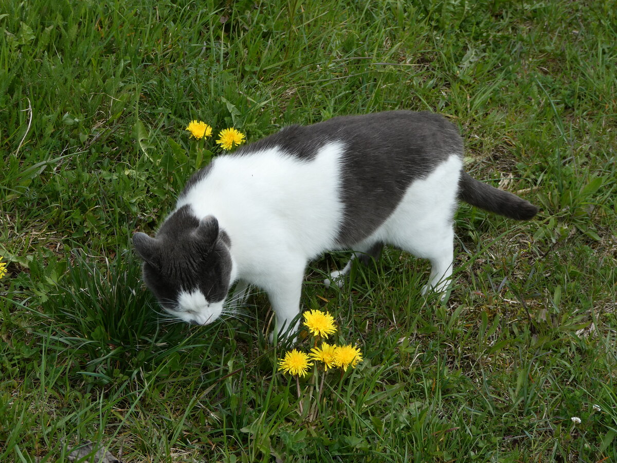 (248'837) - Katze am 18. April 2023 in Grindelwald
