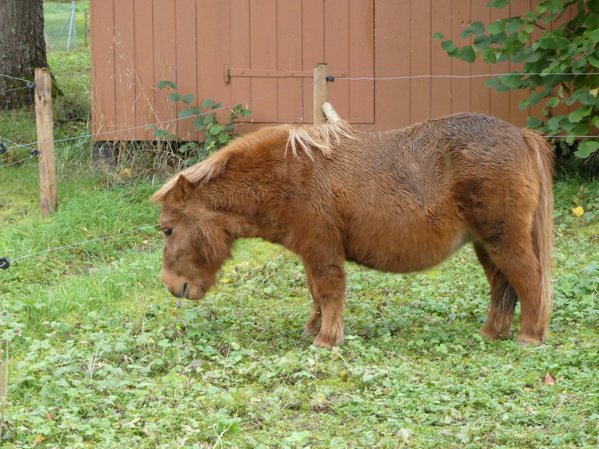 (256'417) - Pony am 26. Oktober 2023 in Messen