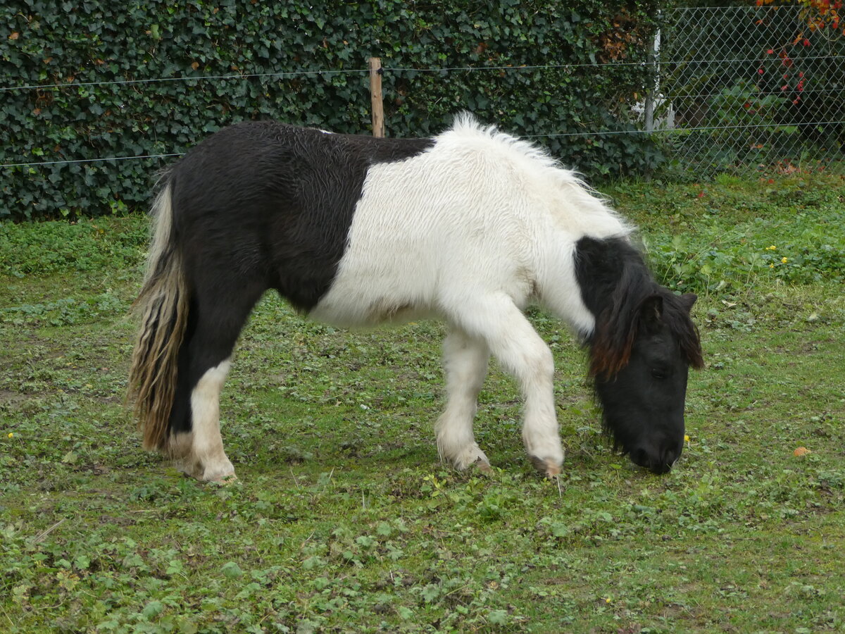 (256'418) - Pony am 26. Oktober 2023 in Messen