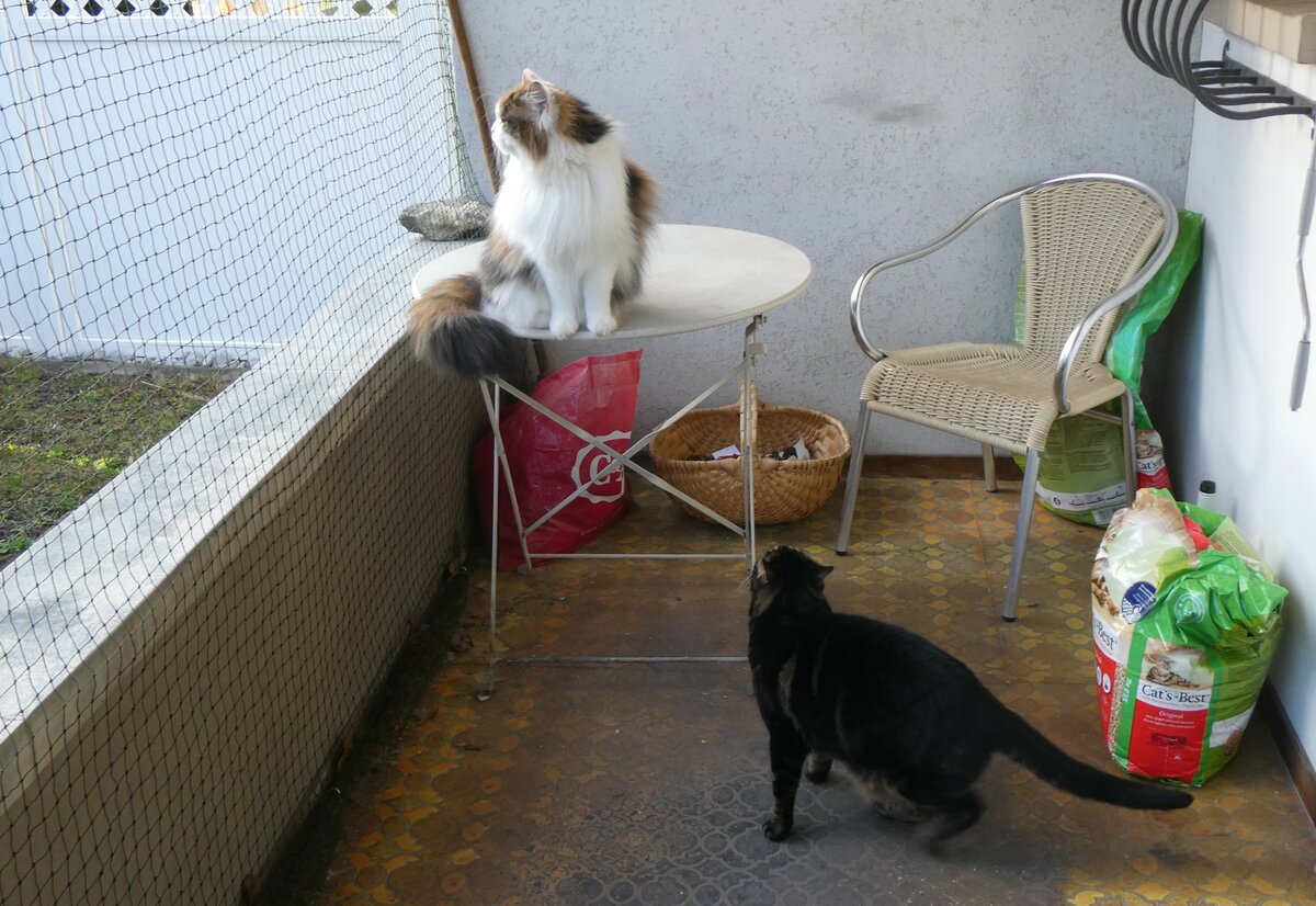 (259'476) - Nymeria und Shaggy auf der Terrasse am 19. Februar 2024 in Thun