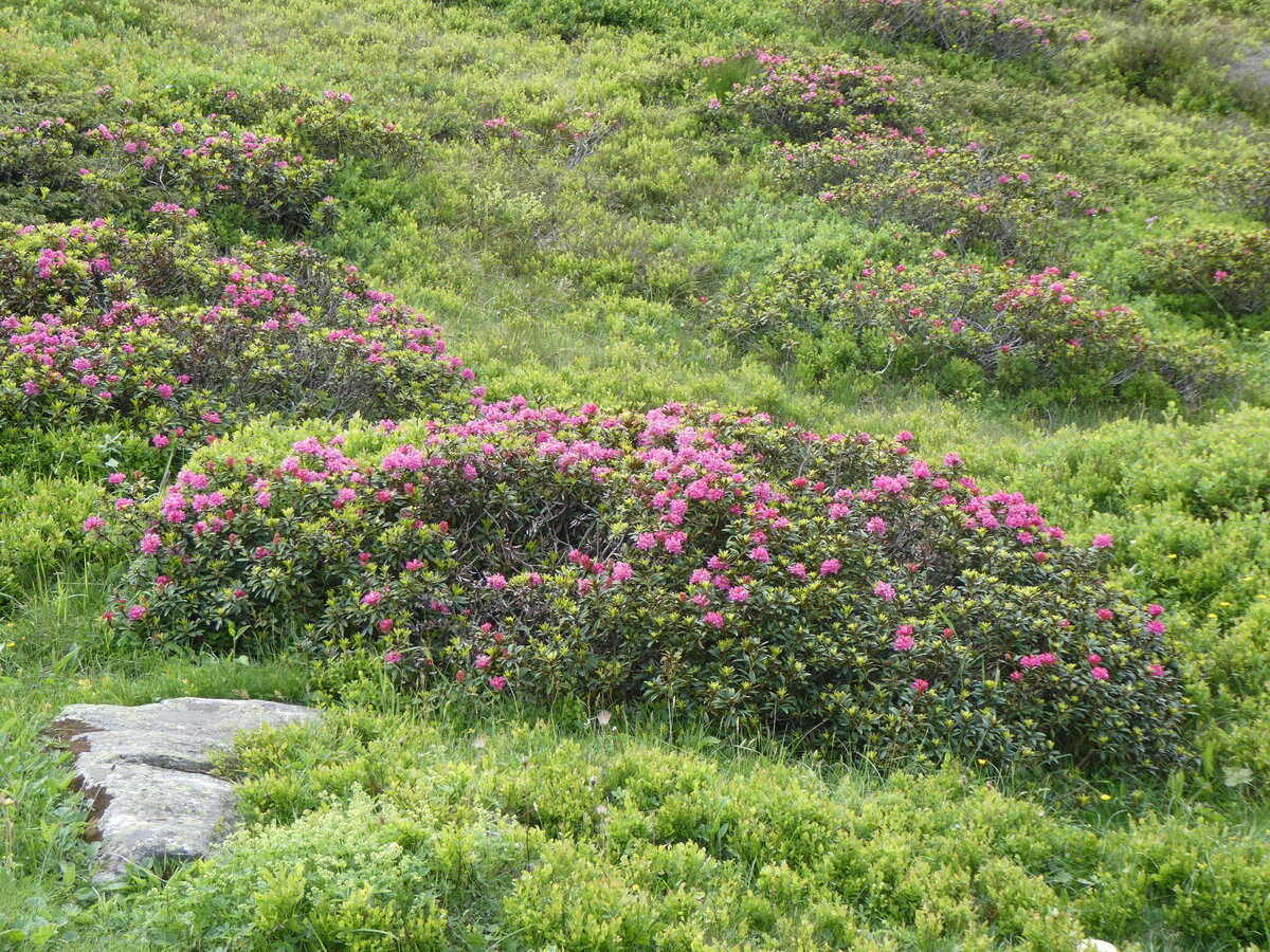 (264'294) - Alpenrosen am 2. Juli 2024 auf dem Lukmanierpass