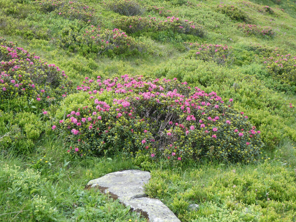 (264'295) - Alpenrosen am 2. Juli 2024 auf dem Lukmanierpass