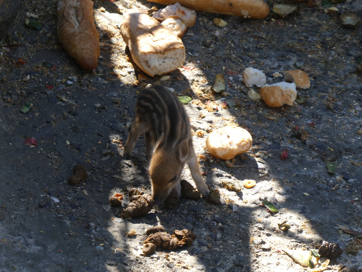 (267'103) - Junges Wildschweinchen am 17. September 2024 in Os de Civis