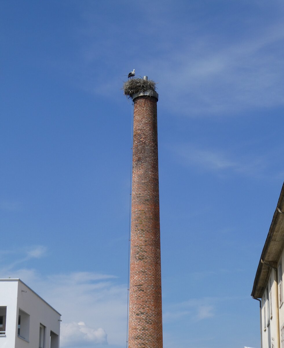 (275'561) - Storchennest am 15. Mai 2025 in Uznach