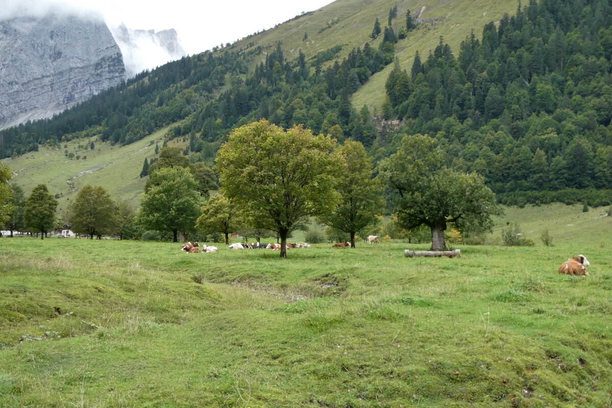 (280'479) - Ahorne und Khe am 17. September 2025 auf der Eng Alm in Eng