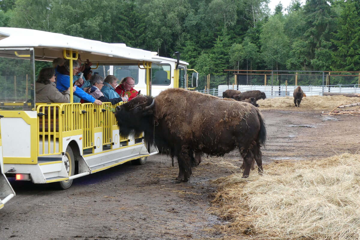 (287'757) - Nordamerikanische Bisons am 8. Juni 2026 in Markaryd