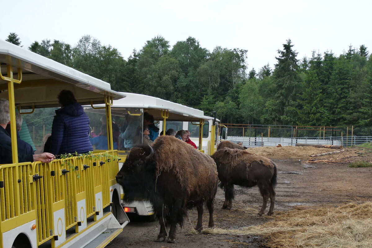 (287'758) - Nordamerikanische Bisons am 8. Juni 2026 in Markaryd