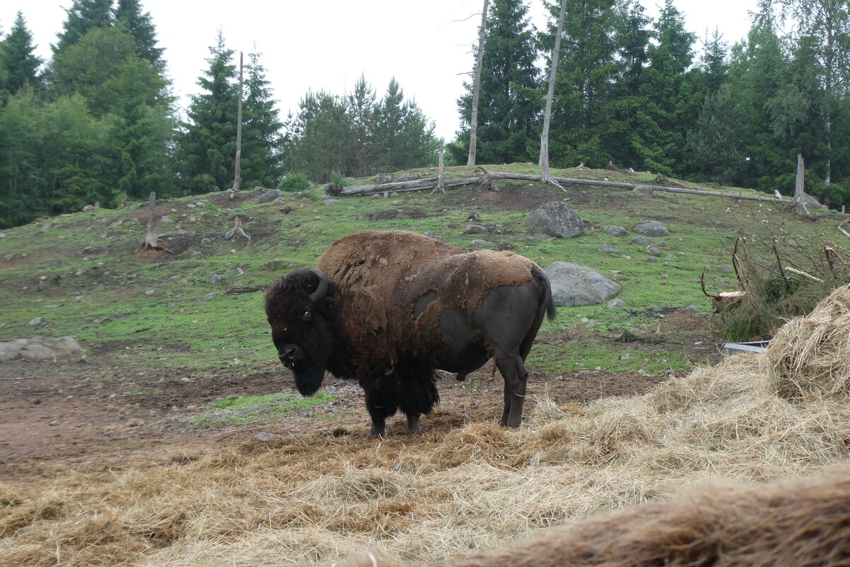 (287'762) - Nordamerikanisches Bison am 8. Juni 2026 in Markaryd