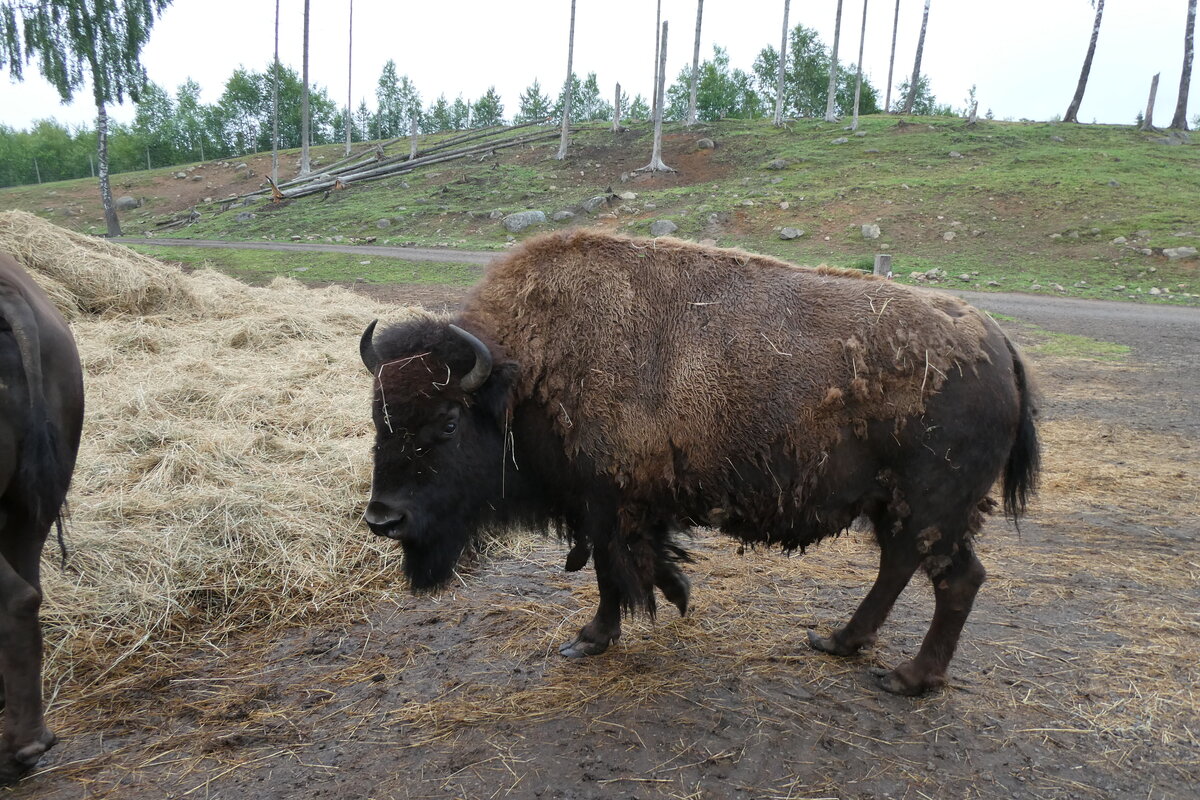 (287'763) - Nordamerikanisches Bison am 8. Juni 2026 in Markaryd