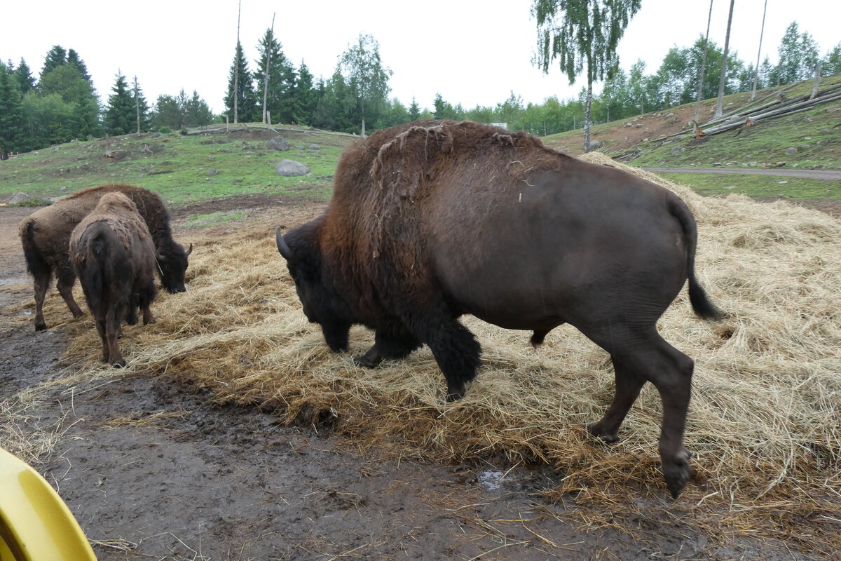 (287'764) - Nordamerikanische Bisons am 8. Juni 2026 in Markarid