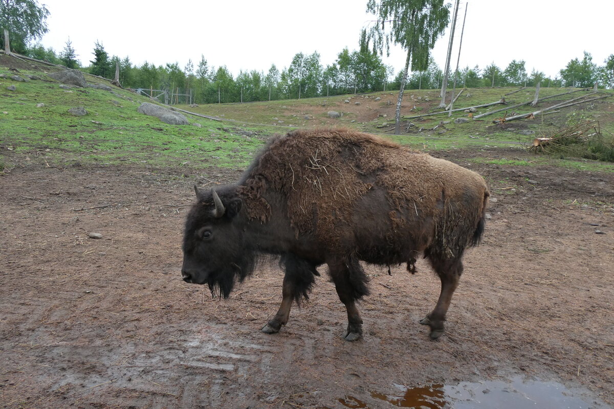 (287'769) - Nordamerikanisches Bison am 8. Juni 2026 in Markaryd