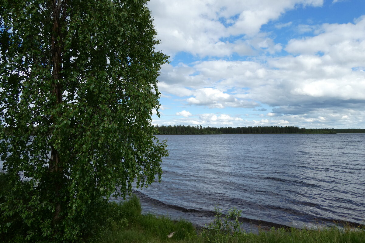 (288'048) - Baum am Fluss Kitinen am 11. Juni 2026 bei Sodankyla