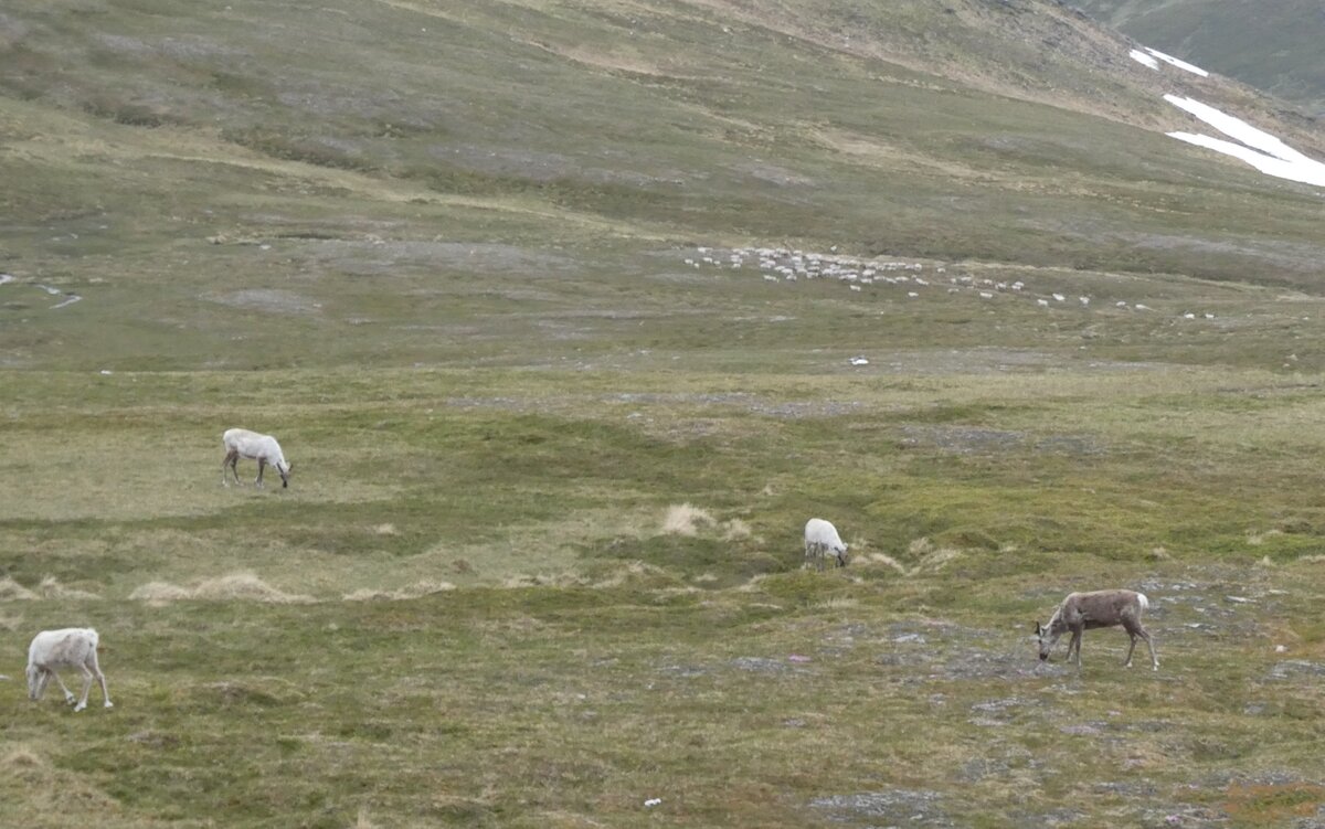 (288'191) - Rentiere am 12. Juni 2026 beim Nordkap