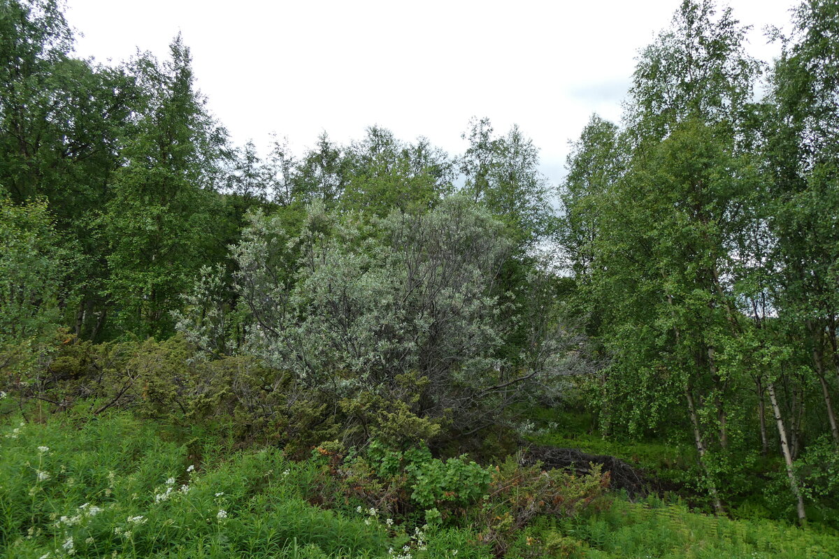 (288'314) - Wald am Altafjord am 13. Juni 2026 in Alta, Alta-Museum