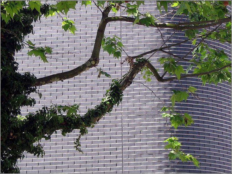 Baum vor Fassade, gesehen in der Stuttgart Innenstadt