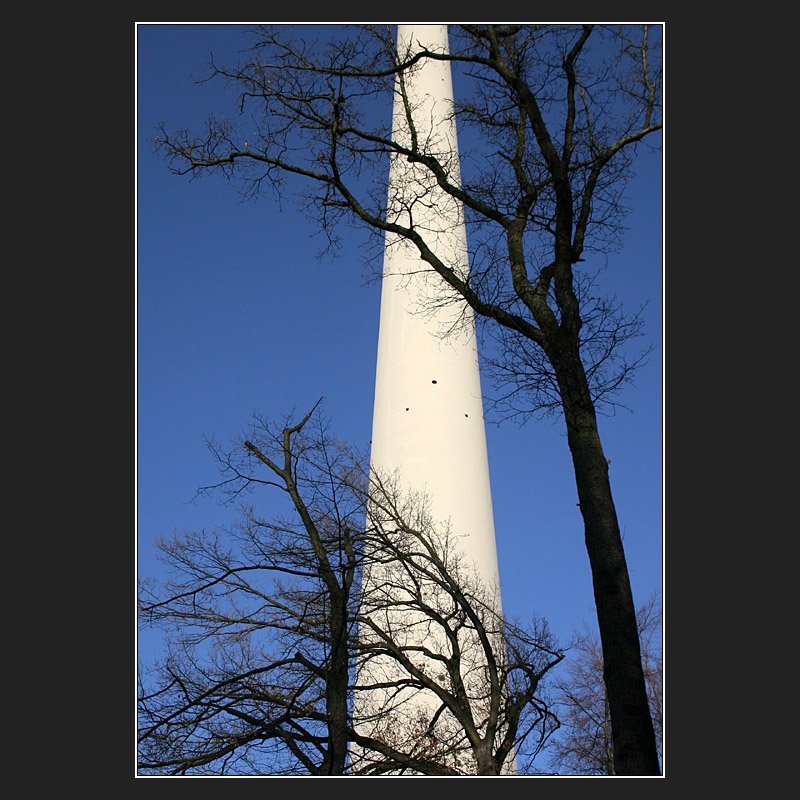Gewisse Verwandschaften: Die filigrane Betonr�hre des Stuttgarter Fernsehturms und ein Baumstamm.