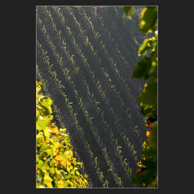 Im Weinberg. (Matthias)