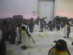 (190'477) - Pinguine im Sea Life am 19.