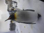 (190'479) - Pinguin im Sea Life am 19.