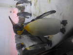 (190'480) - Pinguin im Sea Life am 19.