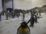 (190'475) - Pinguine im Sea Life am 19.