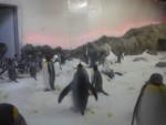 (190'476) - Pinguine im Sea Life am 19.