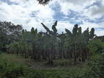 (211'541) - Bananenplantage am 17.