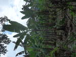 (211'542) - Bananenplantage am 17.