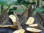 (211'520) - Schmetterlinge im Danaus am 17.