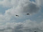 (254'621) - Vgel im Anflug am 2.