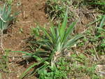 (211'638) - Ananas-Pflanze am 19.