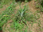 (211'643) - Ananas-Pflanze am 19.
