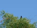 (152'701) - Ein Vogel auf dem Baum am 13. Juli 2014 beim Lily Lake