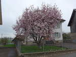baume/551781/179326---bluehender-magnolienbaum-am-2 (179'326) - Blhender Magnolienbaum am 2. April 2017 in Vendlincourt