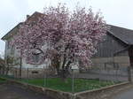 baume/551782/179327---bluehender-magnolienbaum-am-2 (179'327) - Blhender Magnolienbaum am 2. April 2017 in Vendlincourt