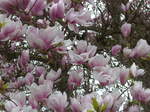 baume/551783/179329---magnolienblueten-am-2-april (179'329) - Magnolienblten am 2. April 2017 in Vendlincourt